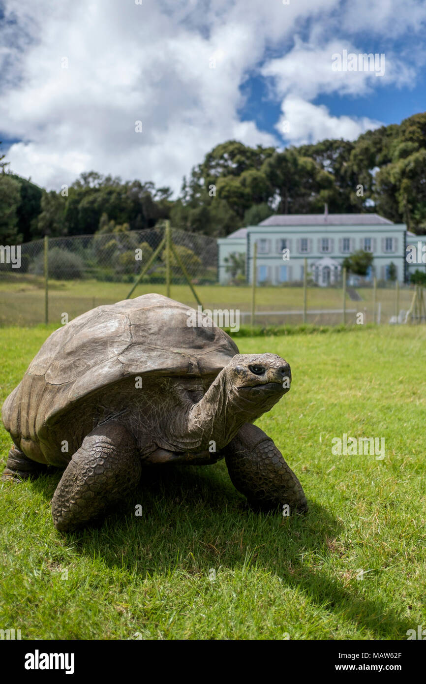 Jonathan, une tortue géante des Seychelles, le plus ancien animal terrestre vivant au monde, âgé d'environ 190 ans.Plantation House, Sainte-Hélène. Banque D'Images
