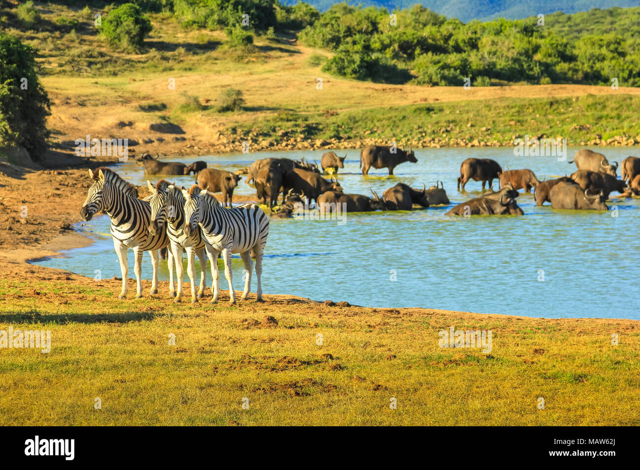 Trois zèbres près d'une piscine à Addo Elephant National Park. Un groupe de buffles africains prend un bain dans la grande piscine. Addo NP est situé dans la région de Eastern Cape, Afrique du Sud et est célèbre pour de nombreuses espèces sauvages. Banque D'Images