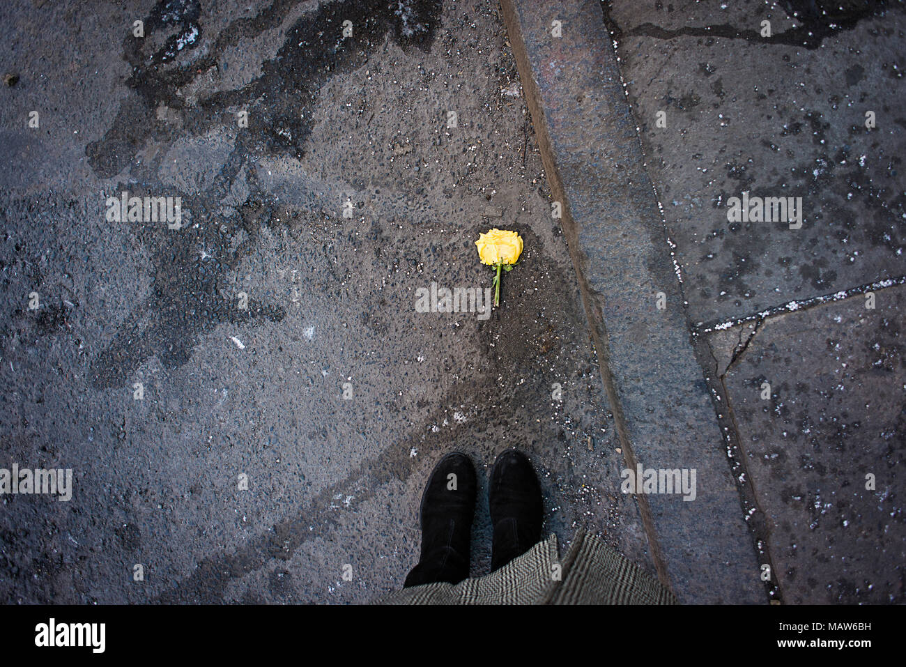 Une rose jaune trouvé sur un trottoir Banque D'Images