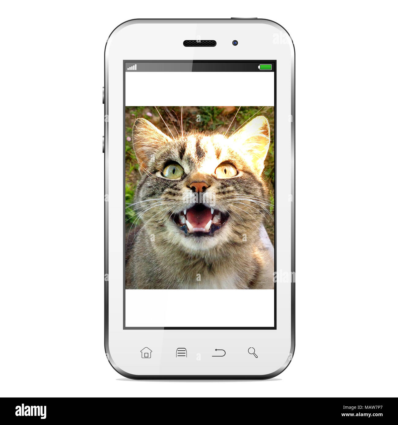 Téléphone mobile avec cat photo sur écran. Isolé sur un fond blanc. Banque D'Images