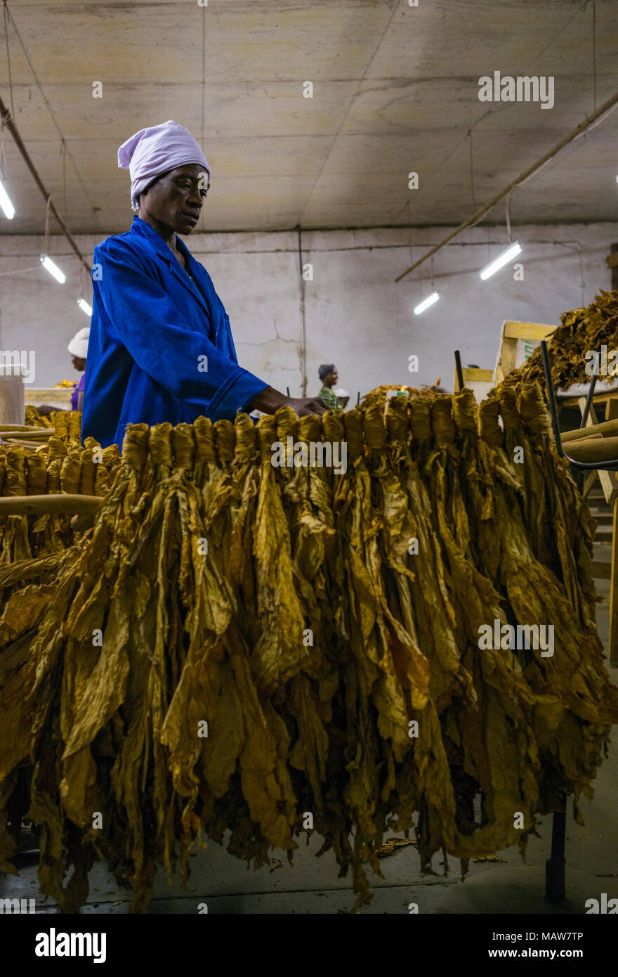 Les travailleurs agricoles au Zimbabwe du tabac de qualité. Banque D'Images