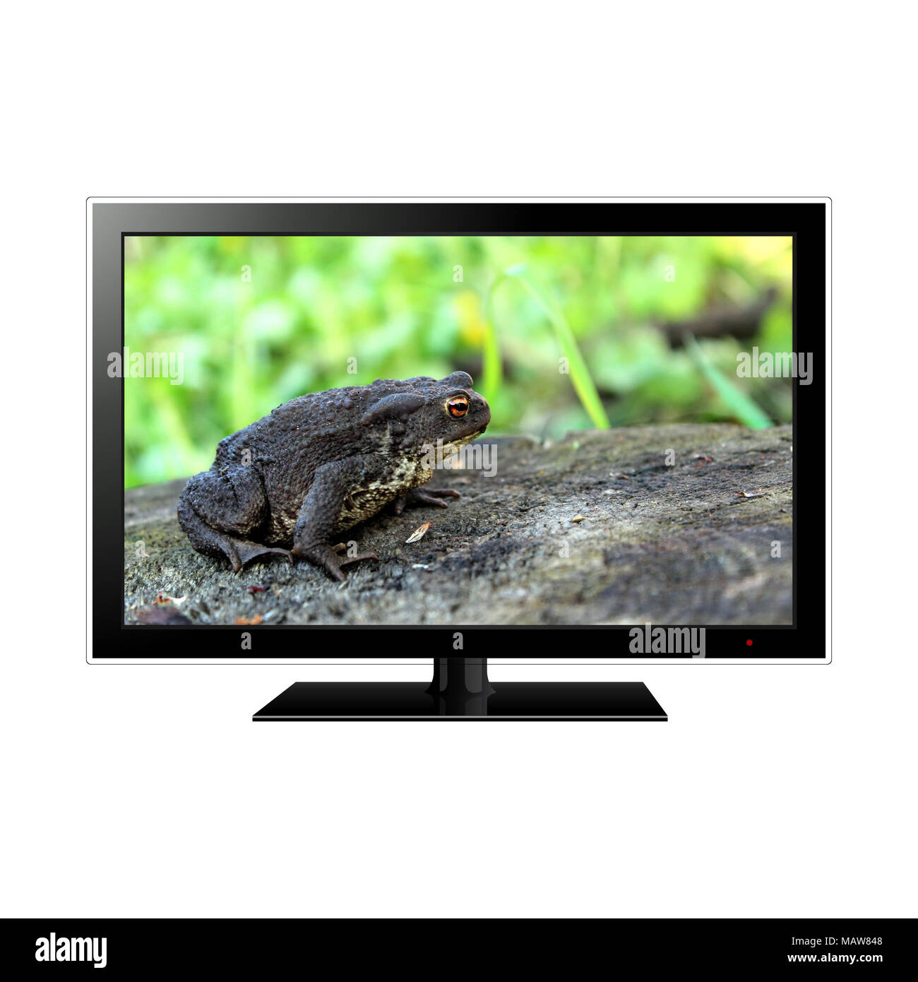 Moniteur LCD moderne isolé sur blanc avec grenouille dans l'écran Banque D'Images
