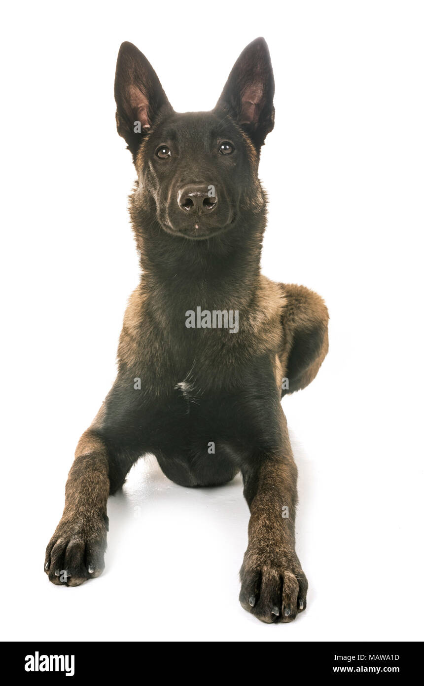 Berger Belge malinois in front of white background Photo Stock - Alamy