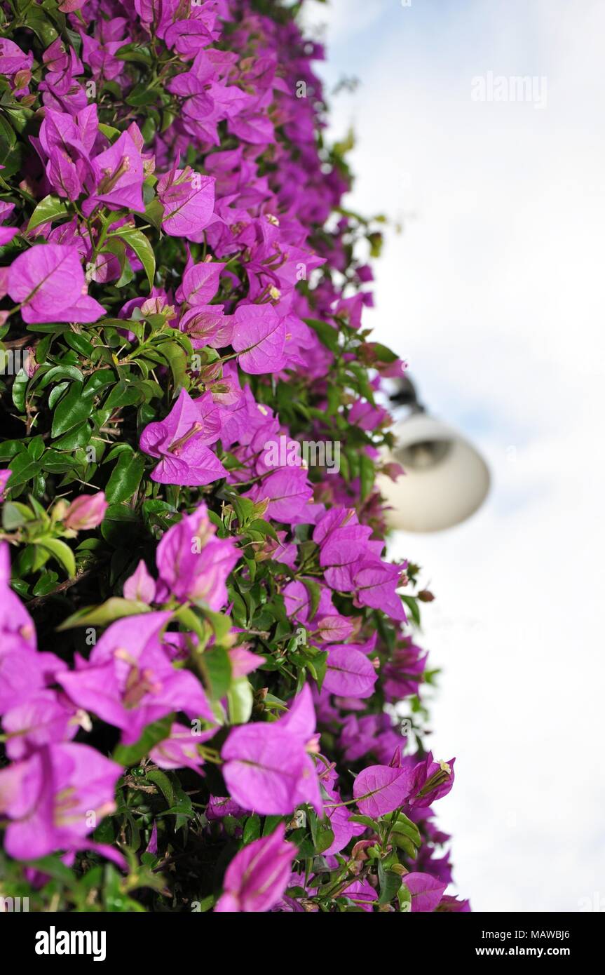 Grande mauve fleur bougainvillea Bougainvillea spectabilis) (accroché au mur. Vu d'en bas Banque D'Images