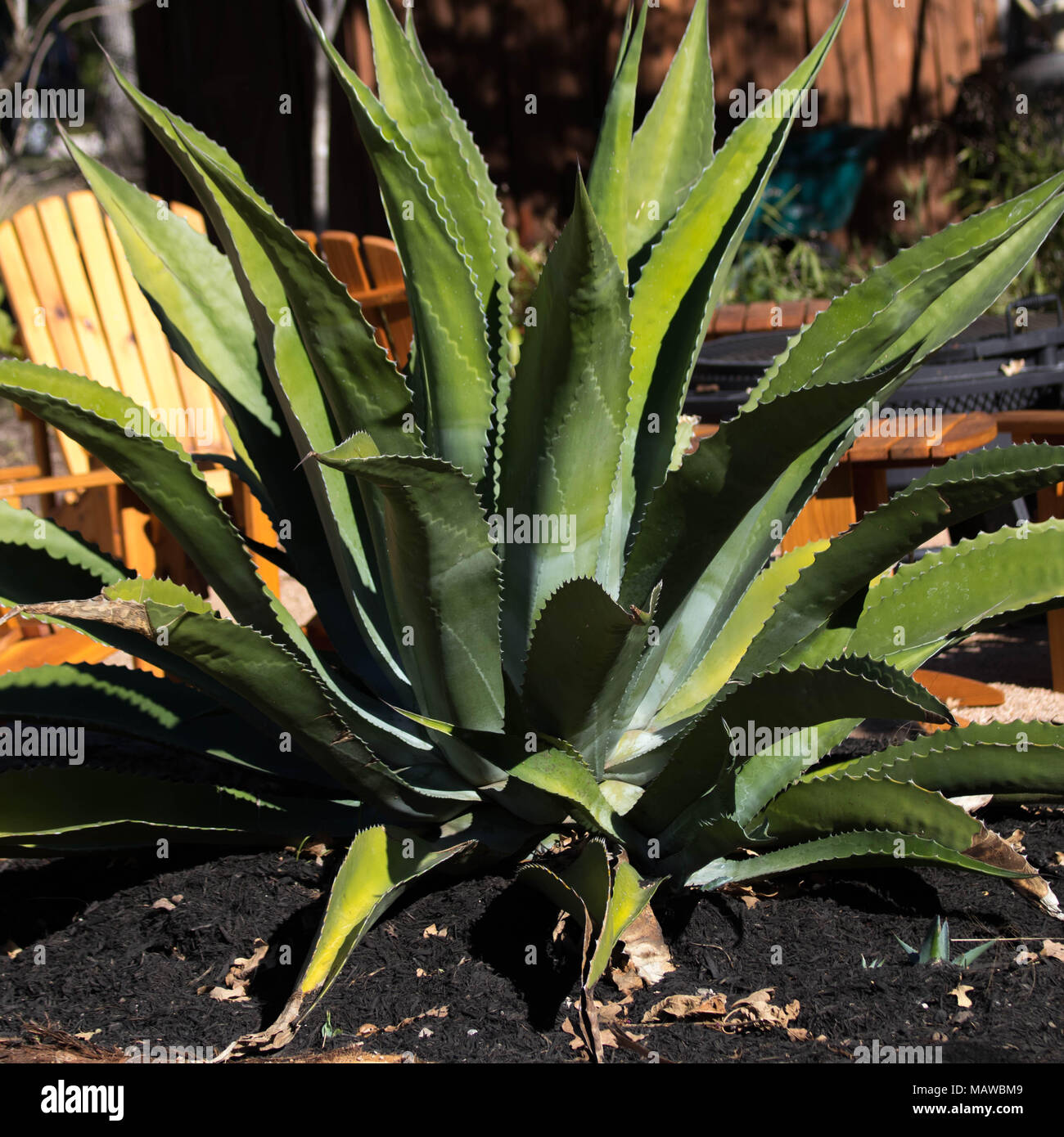 Siècle plante dans un jardin au Texas Banque D'Images