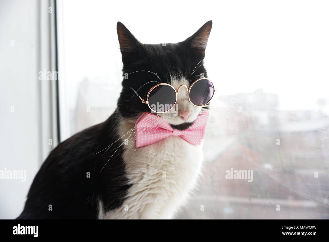 Chat noir et blanc avec des lunettes et noeud papillon Photo Stock - Alamy