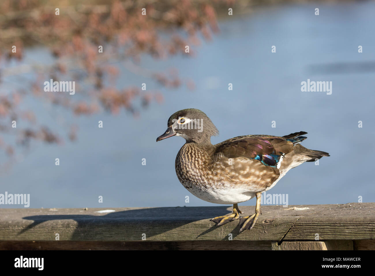 Une femelle Canard branchu au BC Canada Banque D'Images