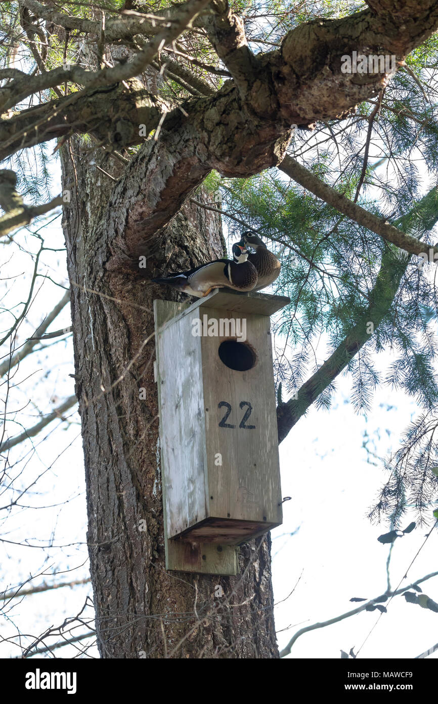 Le canard branchu et boîte du nid à BC Canada Banque D'Images