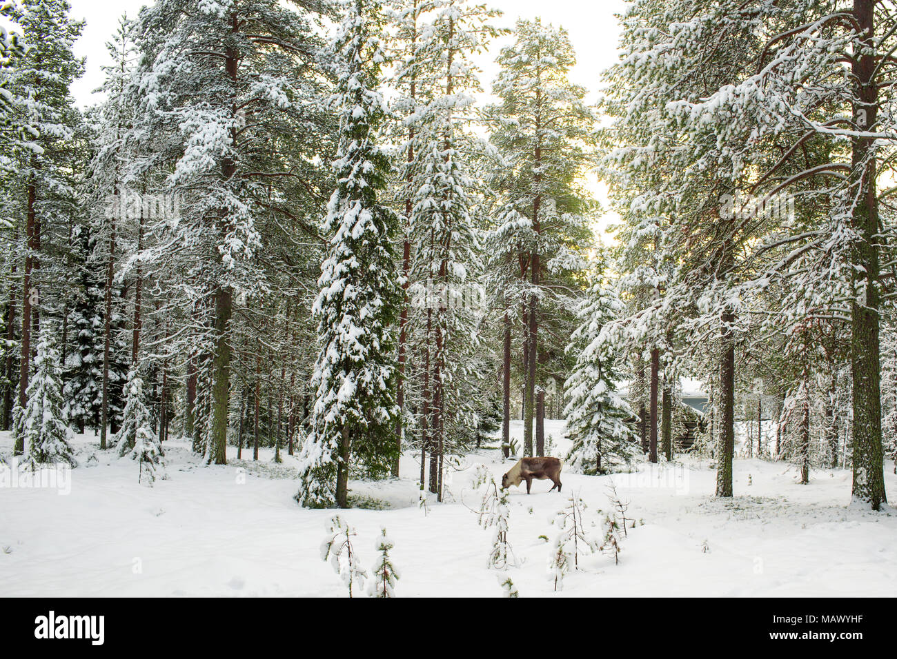 Belle vue panoramique sur la forêt enneigée avec de grands pins et d'un renne en hiver en Laponie, Finlande, Noël Voeux Banque D'Images