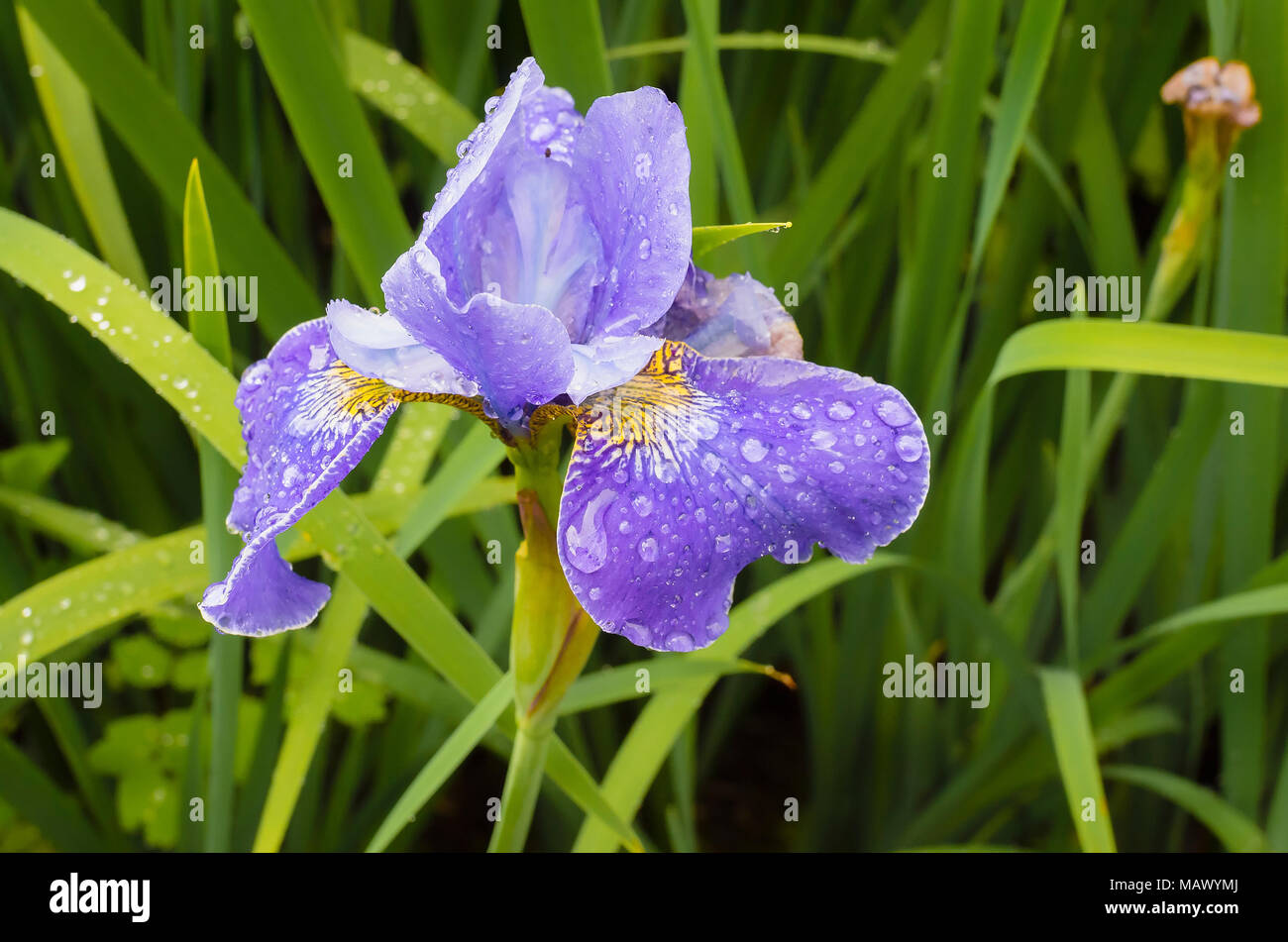 Iris sibirica Silver Edge en fleurs en UK Banque D'Images