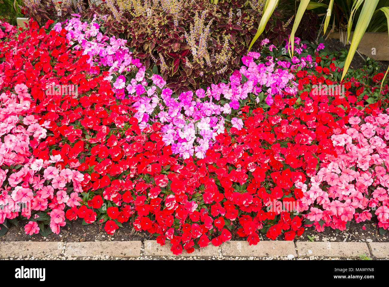 Rose et rouge à croissance faible les bégonias literie dans un petit jardin civique dans le Wiltshire UK Banque D'Images