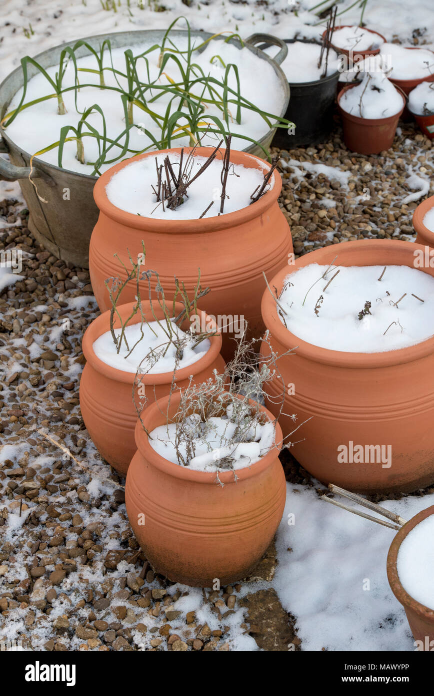 Pots de fleurs en terre cuite recouverte de neige dans un jardin anglais en mars. UK Banque D'Images