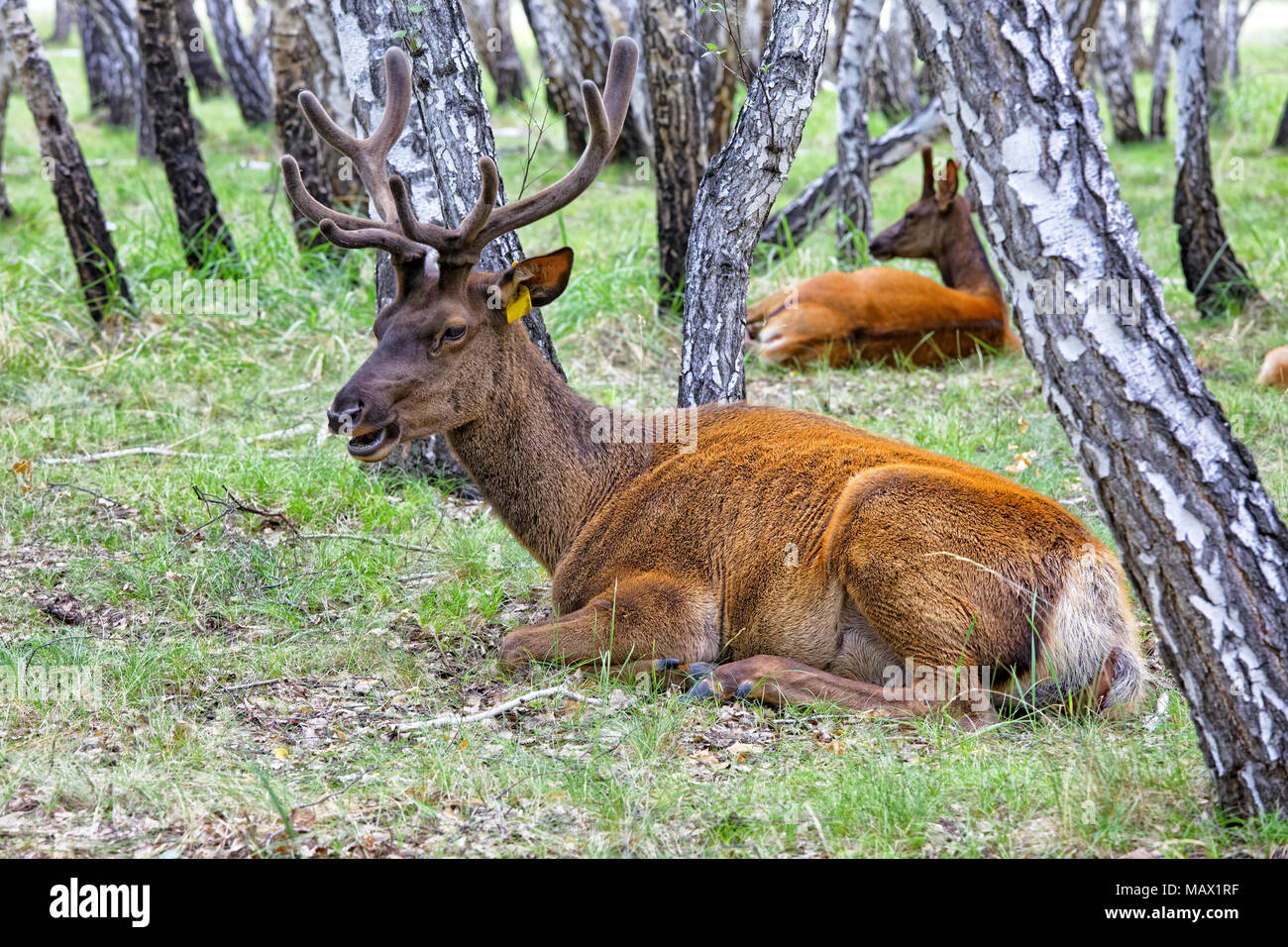 Deux cerfs - maral reposant dans un pâturage situé dans la forêt de bouleaux. Terrain agricole pour la culture de cerfs domestiqués en Sibérie Banque D'Images