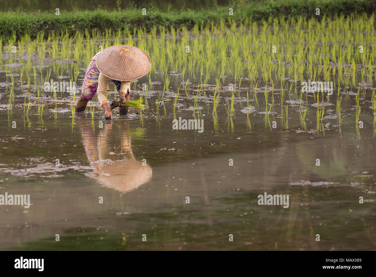 Femme indonésienne locale avec tête de protection solaire ware chapeaux les plants de riz dans les jeunes plantes à une rizière inondée terrain prêt pour la saison de croissance. Banque D'Images