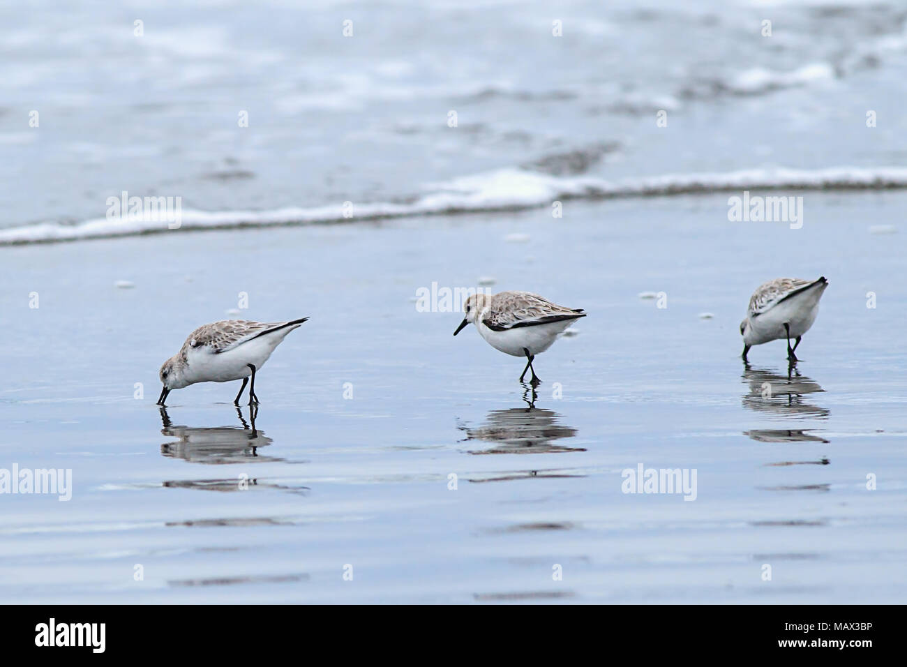 Trois oiseaux sanderling à la recherche de nourriture sur Del Ray Beach au nord de Seaside, Oregon. Banque D'Images