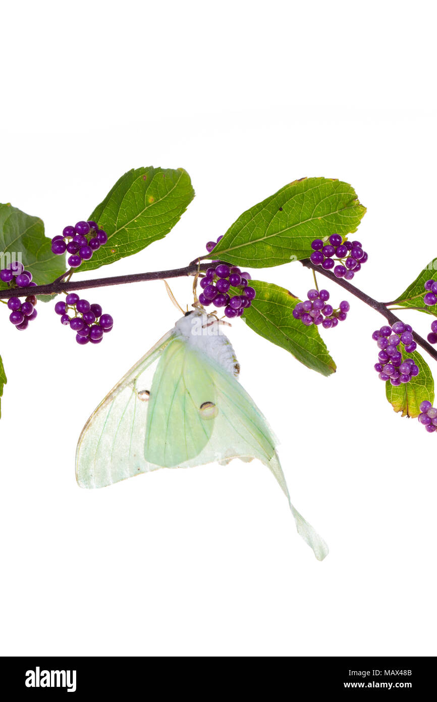 30040-00109 Luna Moth (Actias luna) sur American beautyberry Callicarpa americana (sur fond blanc), Marion Co., IL Banque D'Images