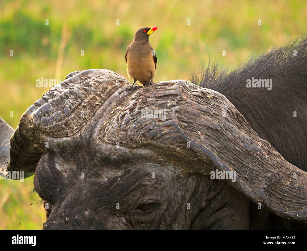 Yellow-billed oxpecker (Buphagus africanus) perché sur patron très usé de cornes de taureau vieux buffle (Syncerus caffer) dans le Masai Mara, Kenya, Afrique du Sud Banque D'Images