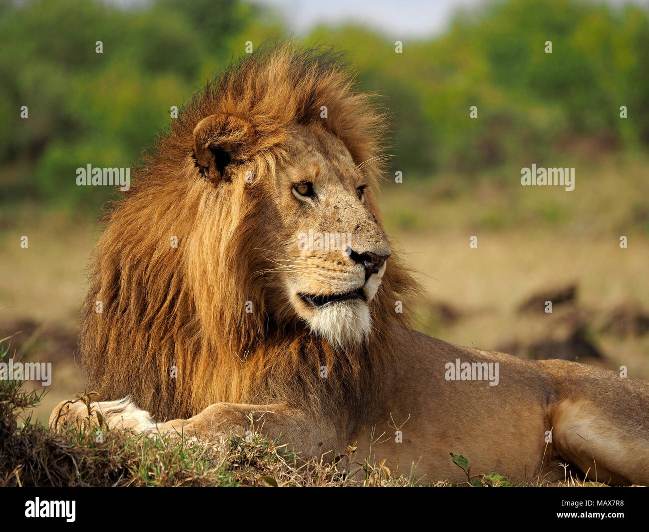 Portrait d'impressionnant male lion (Panthera leo) crinière noir fin repose dans la conservation du Masai Mara, Kenya, Afrique Banque D'Images