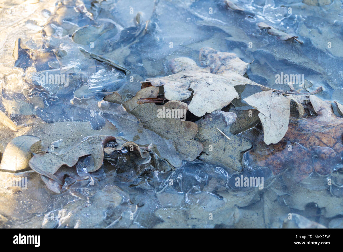 Feuille verte avec de la glace sur whater Banque D'Images