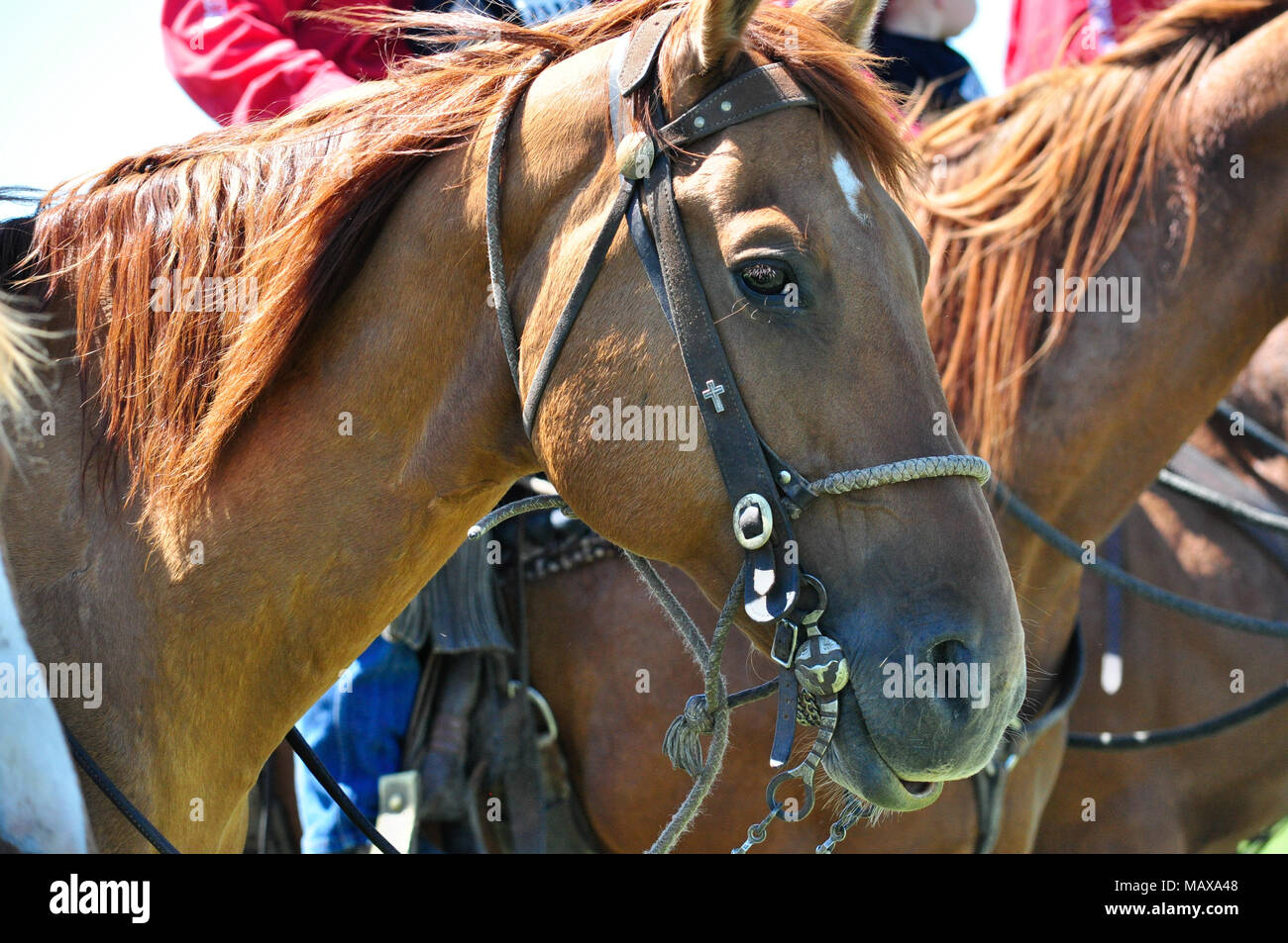 Les chevaux sont prêt pour la prochaine polo à la Bar U Ranch historique près de Longview, Alberta. Banque D'Images