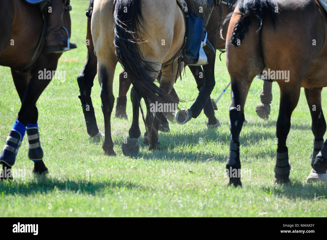 Charge des chevaux le terrain au cours de l'cowboys par rapport aux joueurs de polo polo à la Bar U Ranch historique près de Longview, Alberta. Banque D'Images