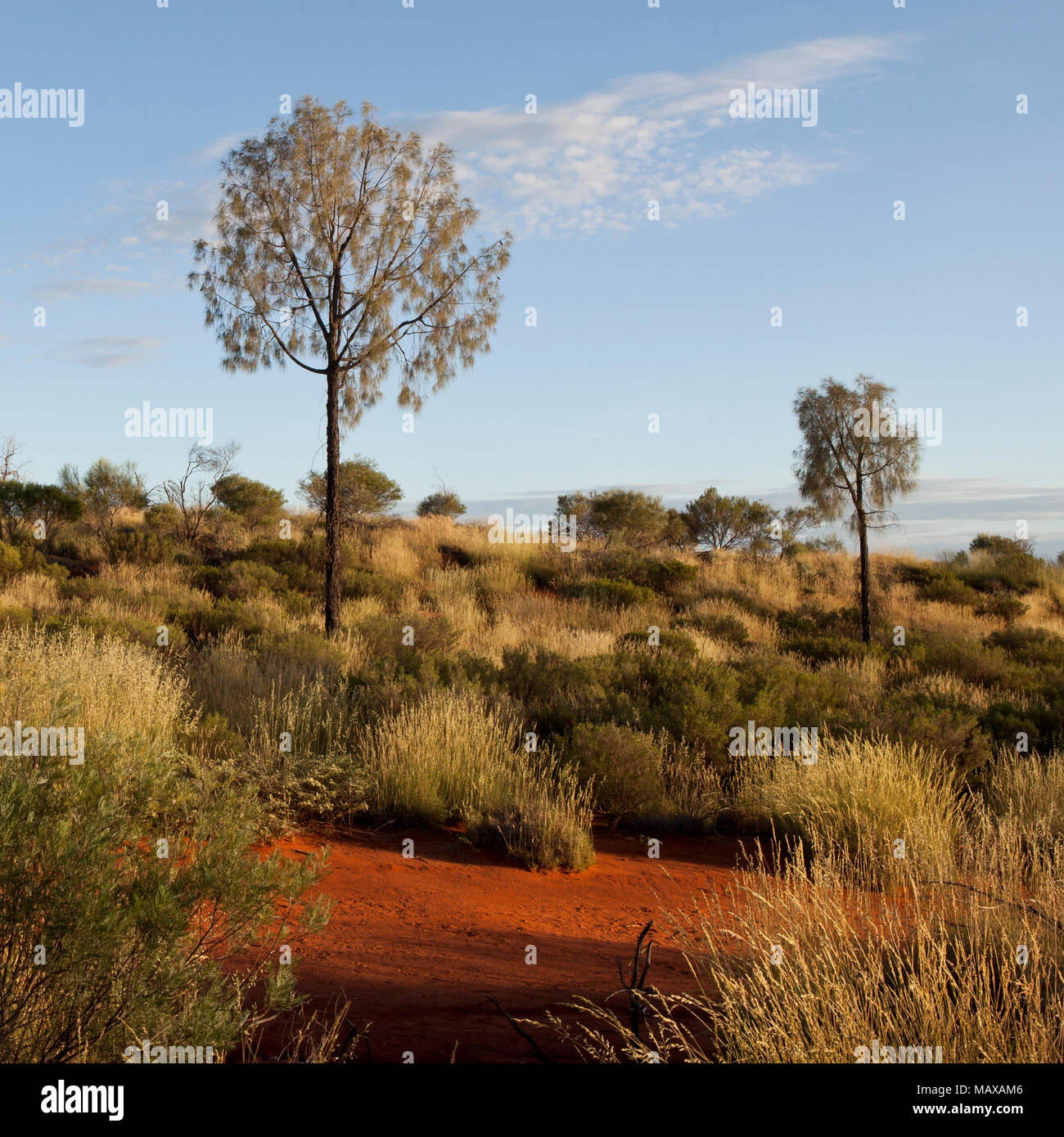 Tôt le matin, vue sur les arbres de la brousse près de ares Australie Territoire du nord rock Banque D'Images