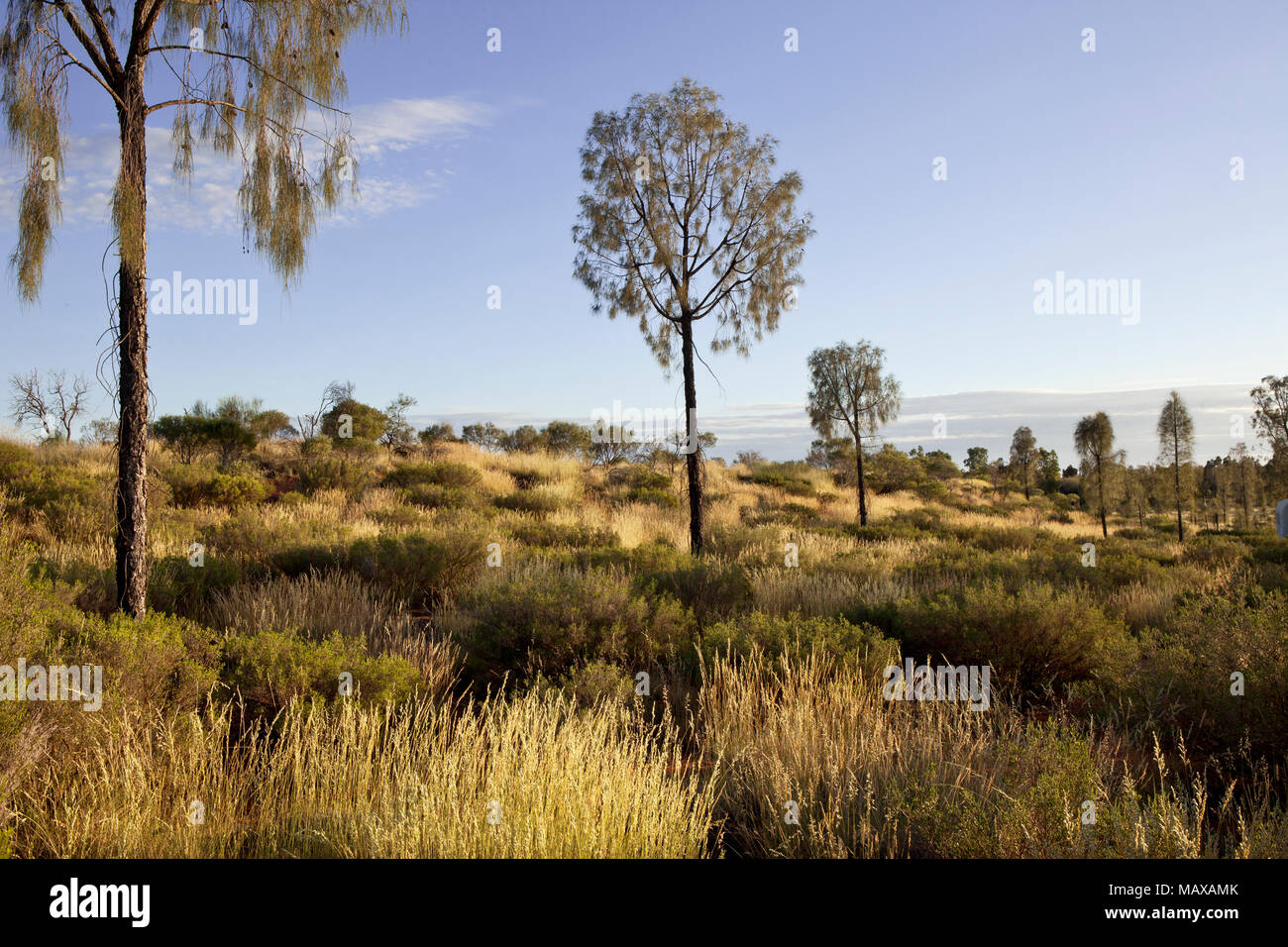 Tôt le matin, vue sur les arbres de la brousse près de ares Australie Territoire du nord rock Banque D'Images