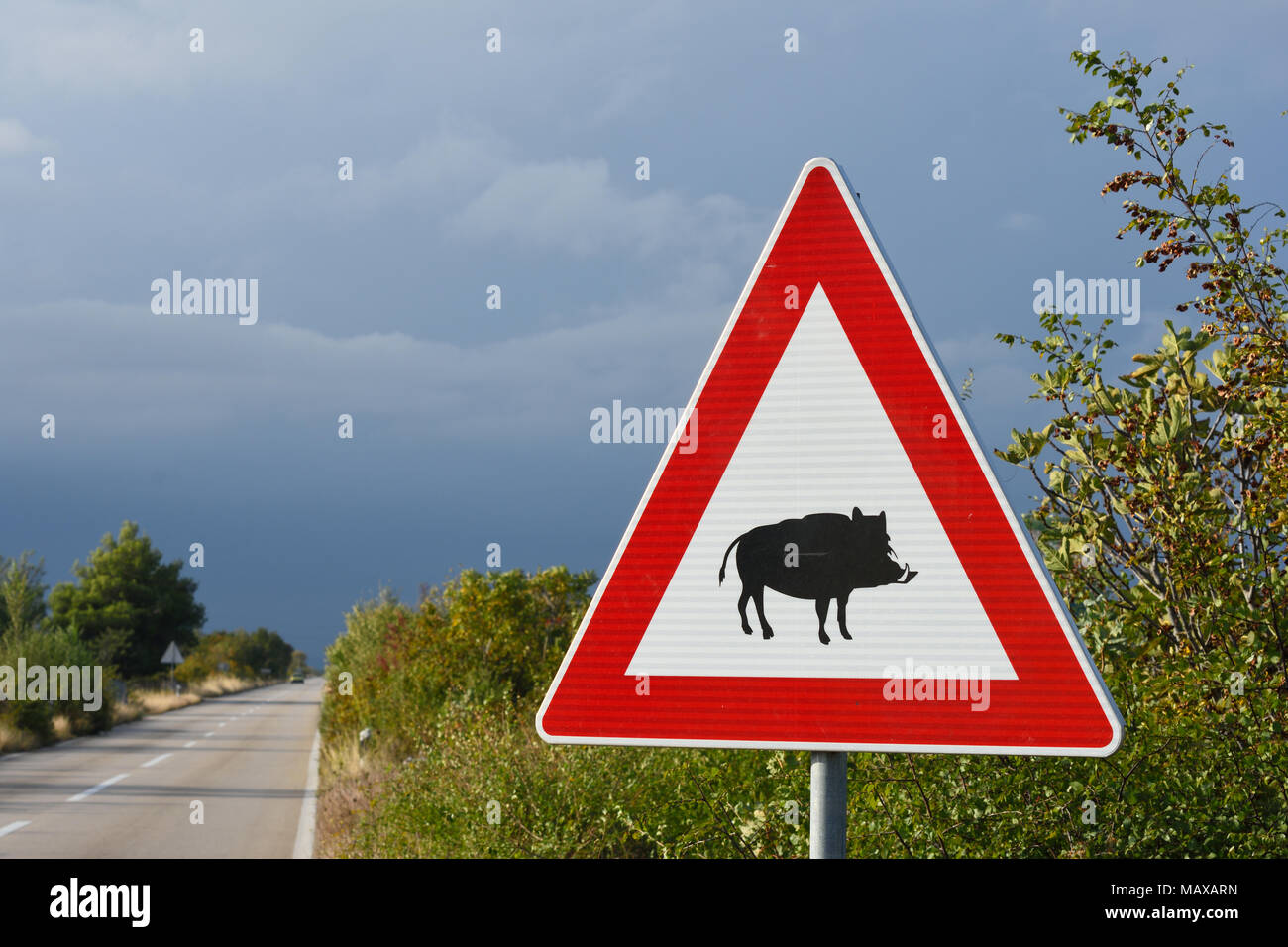 Panneau de circulation avertissement sur les sangliers sauvages près de la route. La Croatie. Banque D'Images