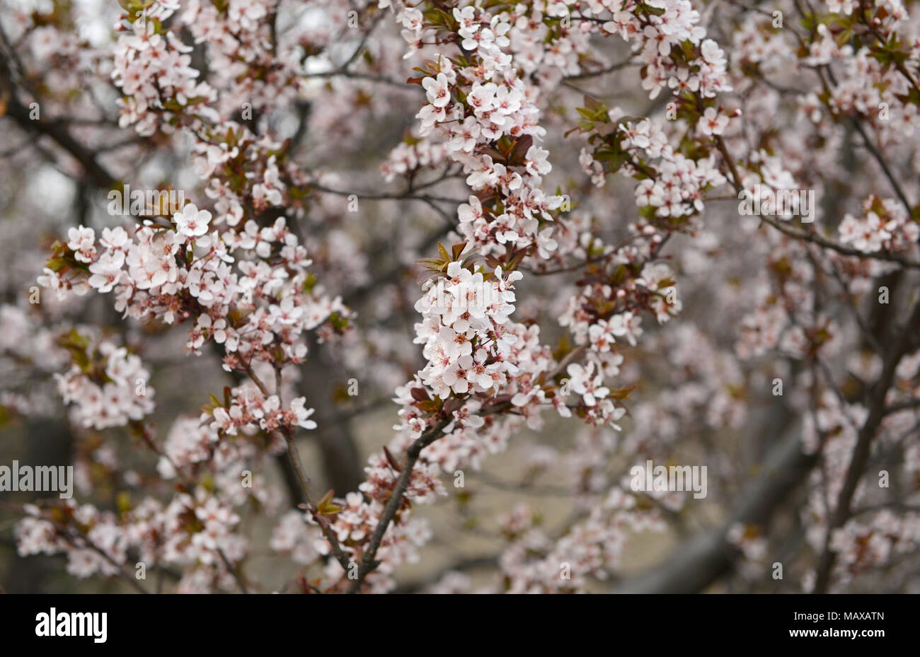 La floraison des cerisiers fleurissent en abondance dans la Dynastie Ming reliques mur Park dans l'est le centre de Pékin, au sud de la gare de Pékin, Chine Banque D'Images