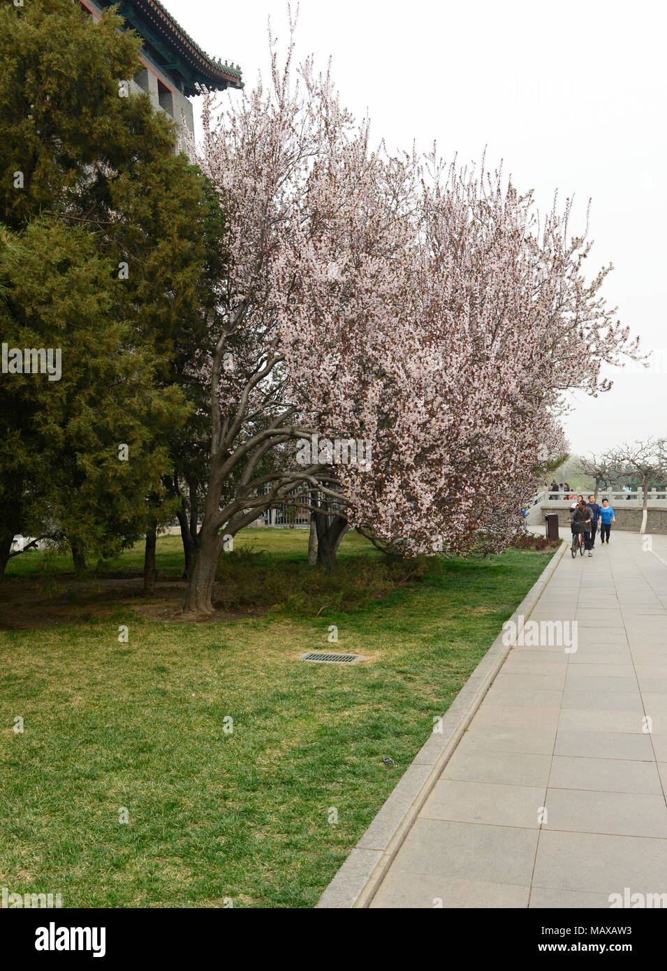 La floraison des cerisiers fleurissent en abondance dans la Dynastie Ming reliques mur Park dans l'est le centre de Pékin, au sud de la gare de Pékin, Chine Banque D'Images