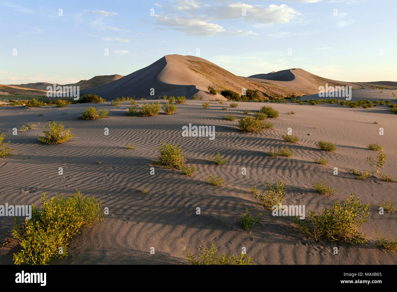 ID00679-00...NEW YORK - Dunes de Bruneau Dunes State Park. Banque D'Images ID00679-00...NEW YORK - Dunes de Bruneau Dunes State Park. Banque D'Images