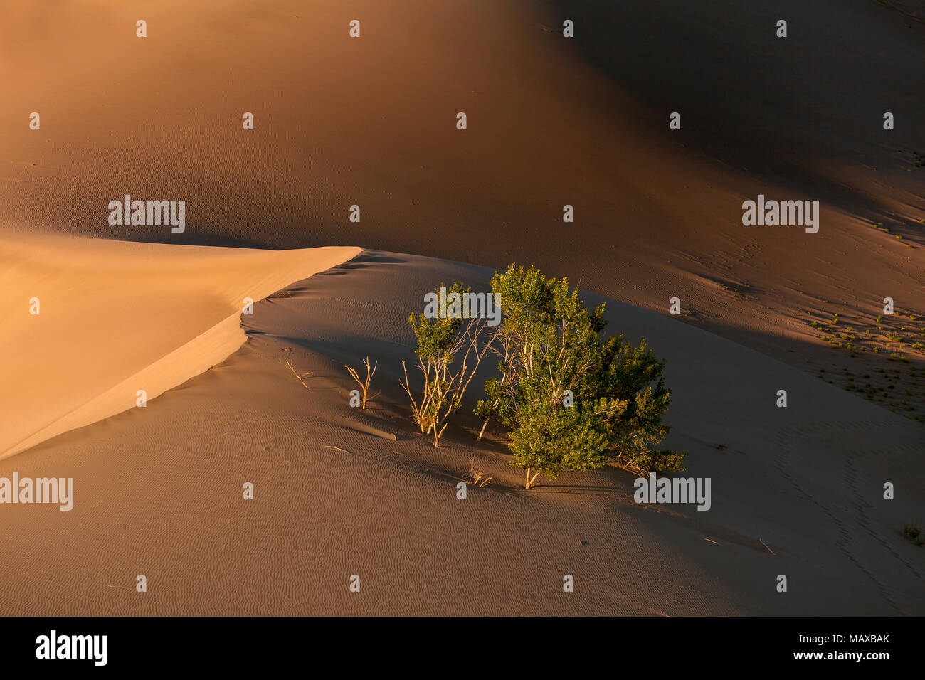 ID00689-00...NEW YORK - Dunes de Bruneau Dunes State Park. Banque D'Images ID00689-00...NEW YORK - Dunes de Bruneau Dunes State Park. Banque D'Images