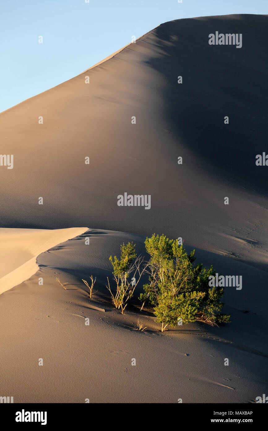 ID00690-00...NEW YORK - Dunes de Bruneau Dunes State Park. Banque D'Images ID00690-00...NEW YORK - Dunes de Bruneau Dunes State Park. Banque D'Images