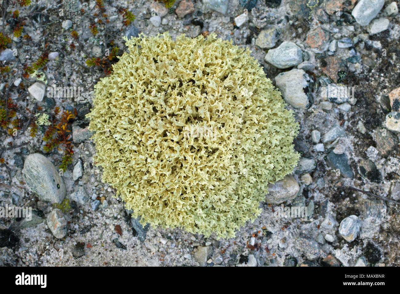 Le lichen d'Islande / Islande Cetraria islandica (lichen Lichen islandicus) / lichen circumpolaire de l'Arctique et les régions montagneuses du nord du pays Banque D'Images