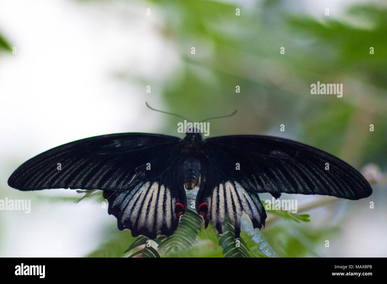 Jaune papillon grand Mormon Banque D'Images