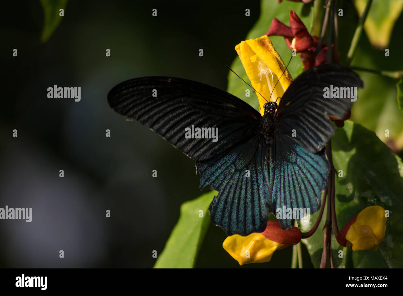 Jaune papillon grand Mormon Banque D'Images