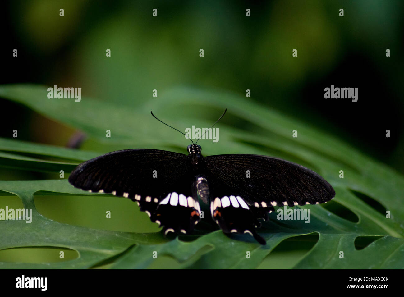 Papillon Mormon commun Banque D'Images