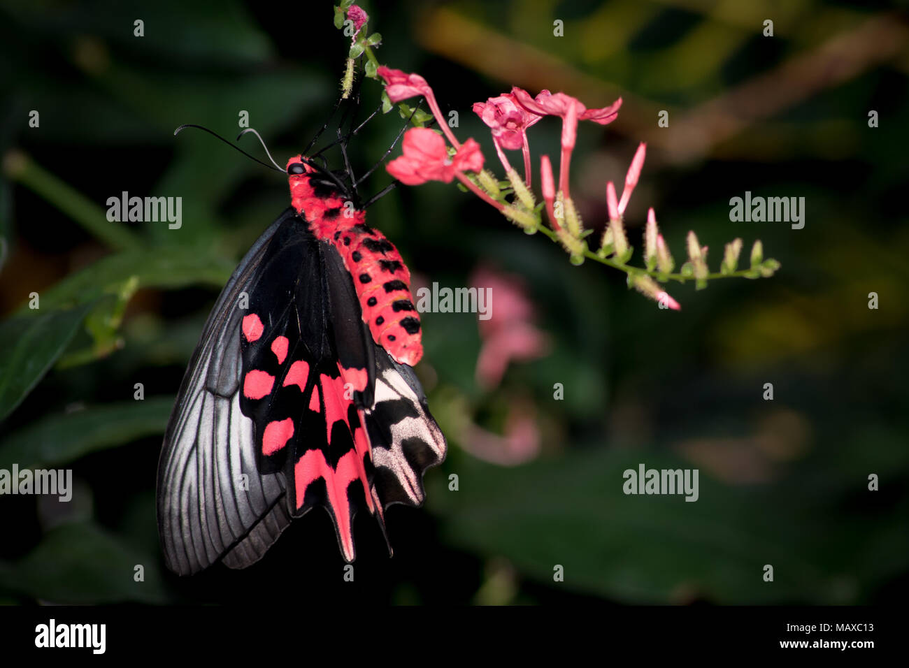 Papillon Rose rose Nectar de l'alimentation Banque D'Images