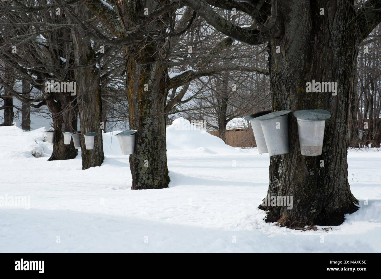 Seaux traditionnels de sap collecte vieux érables après une chute de neige pour faire du sirop au début du printemps en Nouvelle Angleterre. Banque D'Images