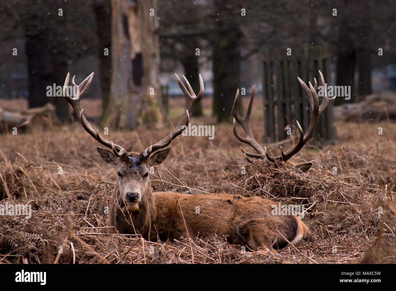 Red Deer Resting in the Bracken, Bushy Park, Surrey Banque D'Images