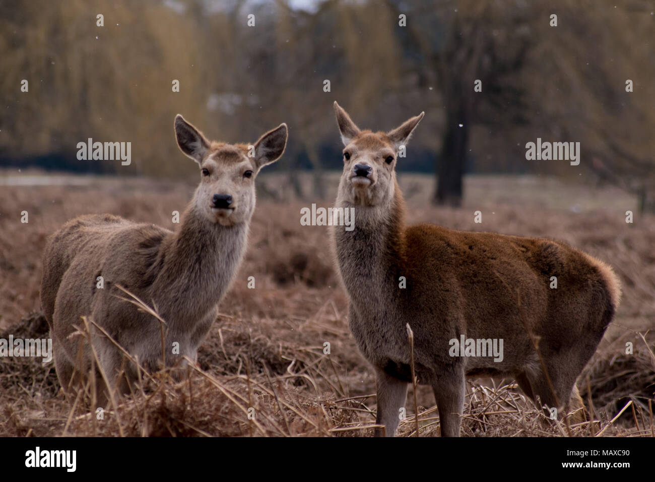 Deux curieux Red Deer de Bushy Park, Surrey Banque D'Images