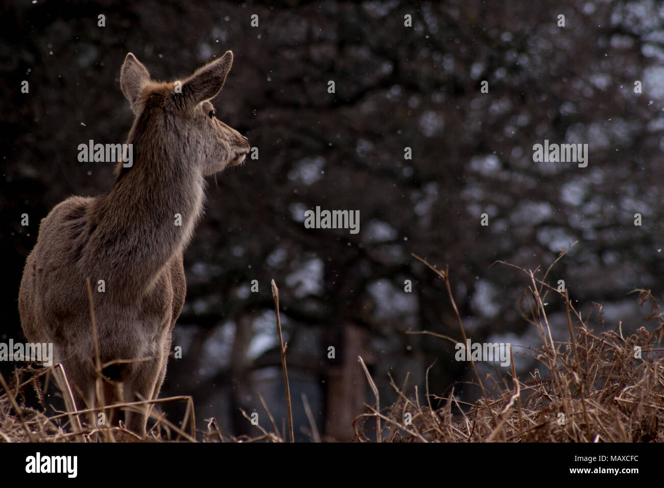 Red Deer regarder dans la Distance de Bushy Park, Surrey Banque D'Images