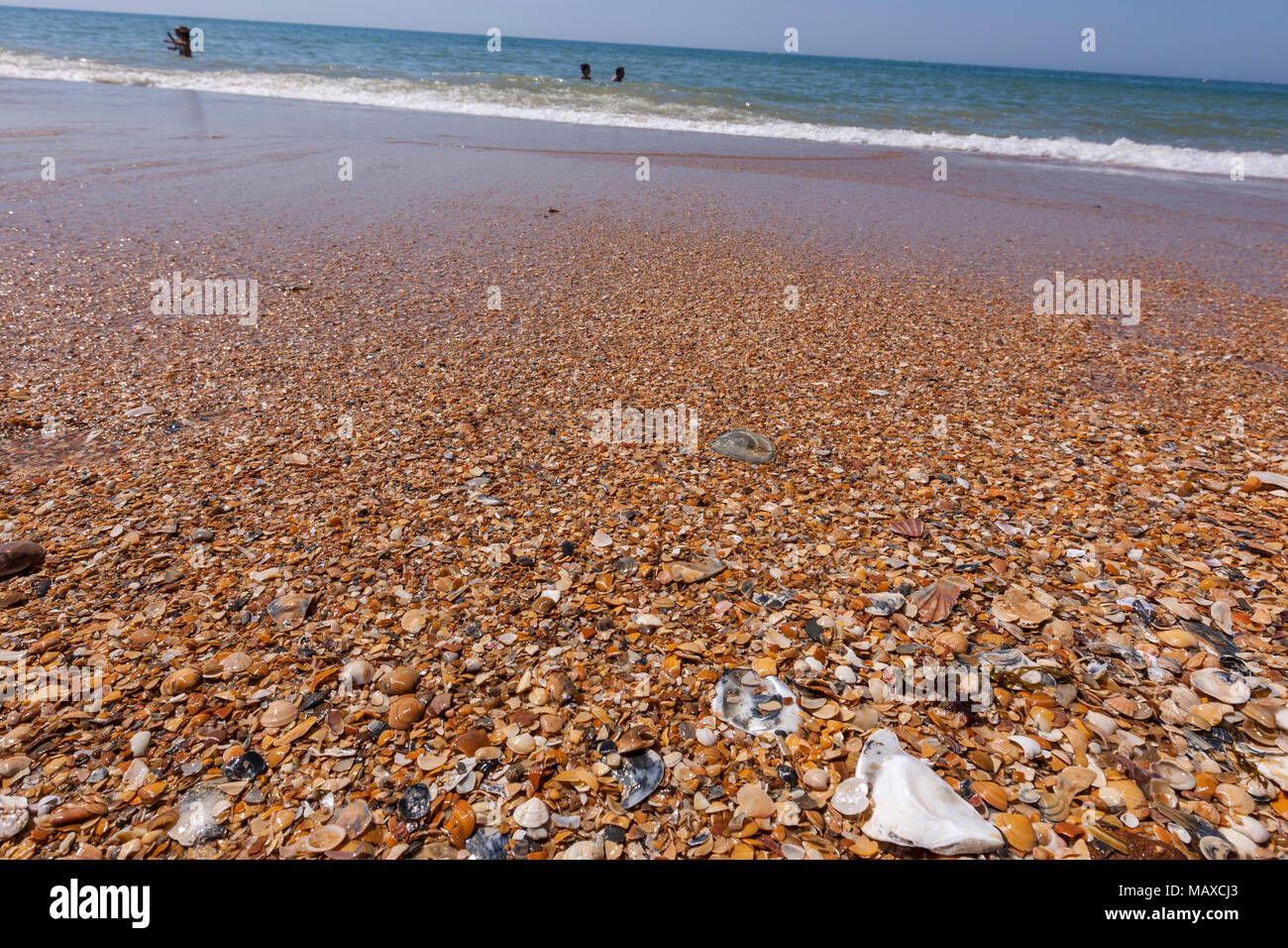 Les coquillages dans le sable plage Mazagon Parador, province de Huelva, Andalousie, Espagne Banque D'Images