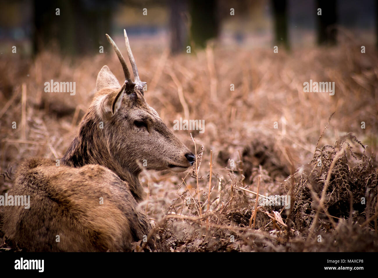 Red Deer en relaxant Bushy Park, Surrey Banque D'Images