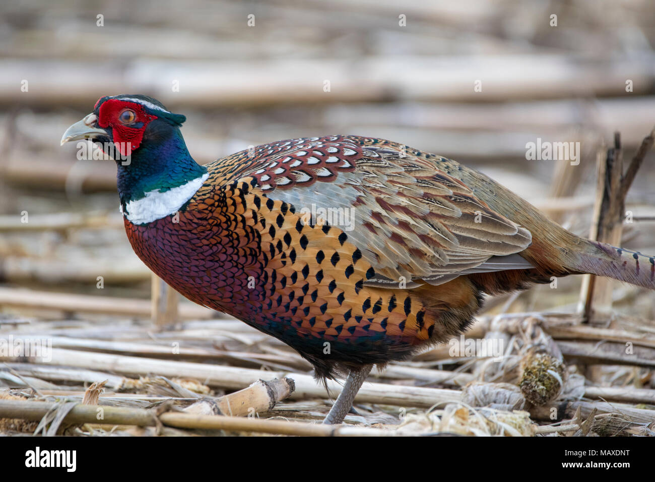 Faisan de Norfolk au printemps, week-end de Pâques 2018 Banque D'Images