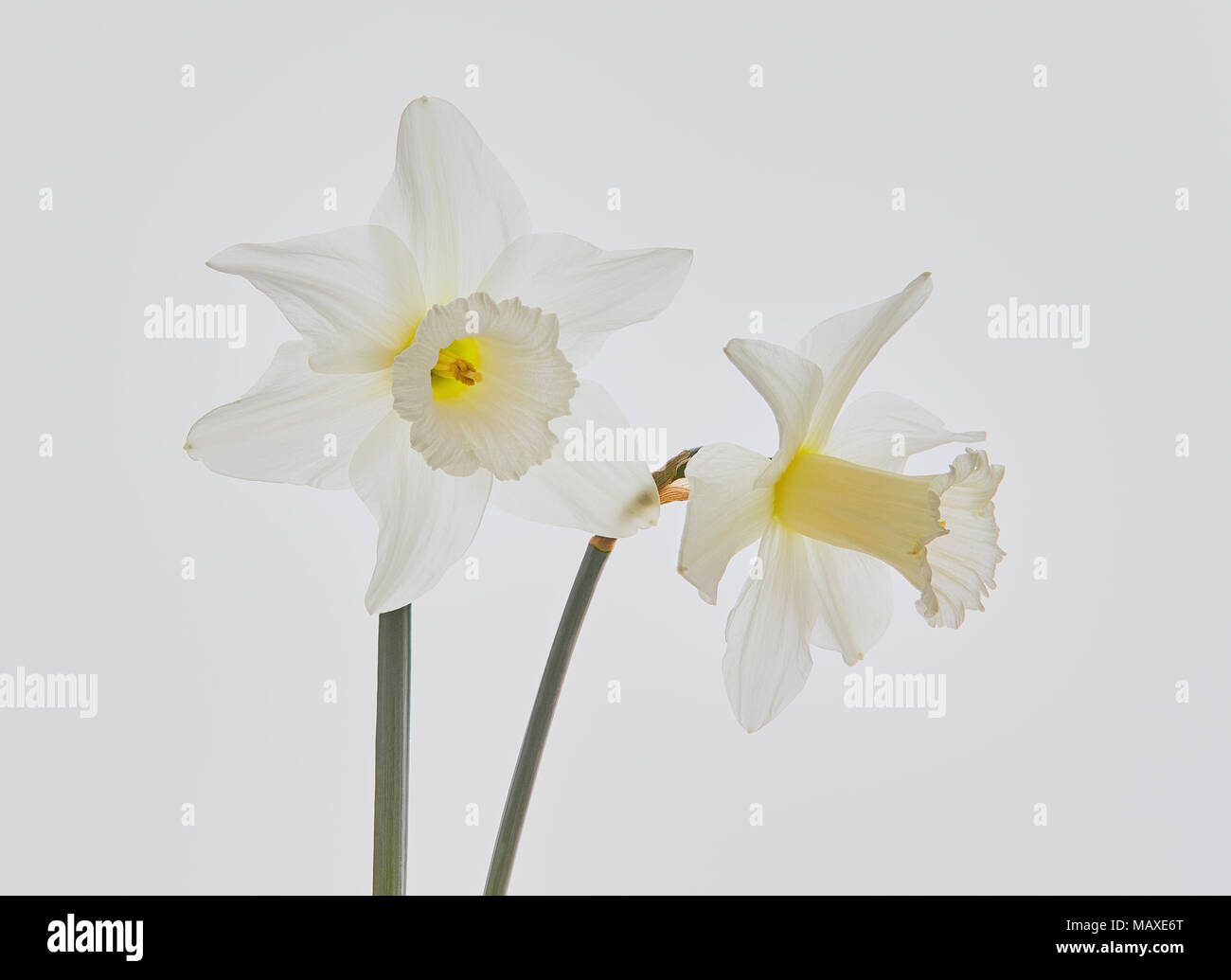 Close up de deux Narcisse (Jonquille) blanc faisant face vers l'un et l'autre de la côte sur un fond blanc. Banque D'Images