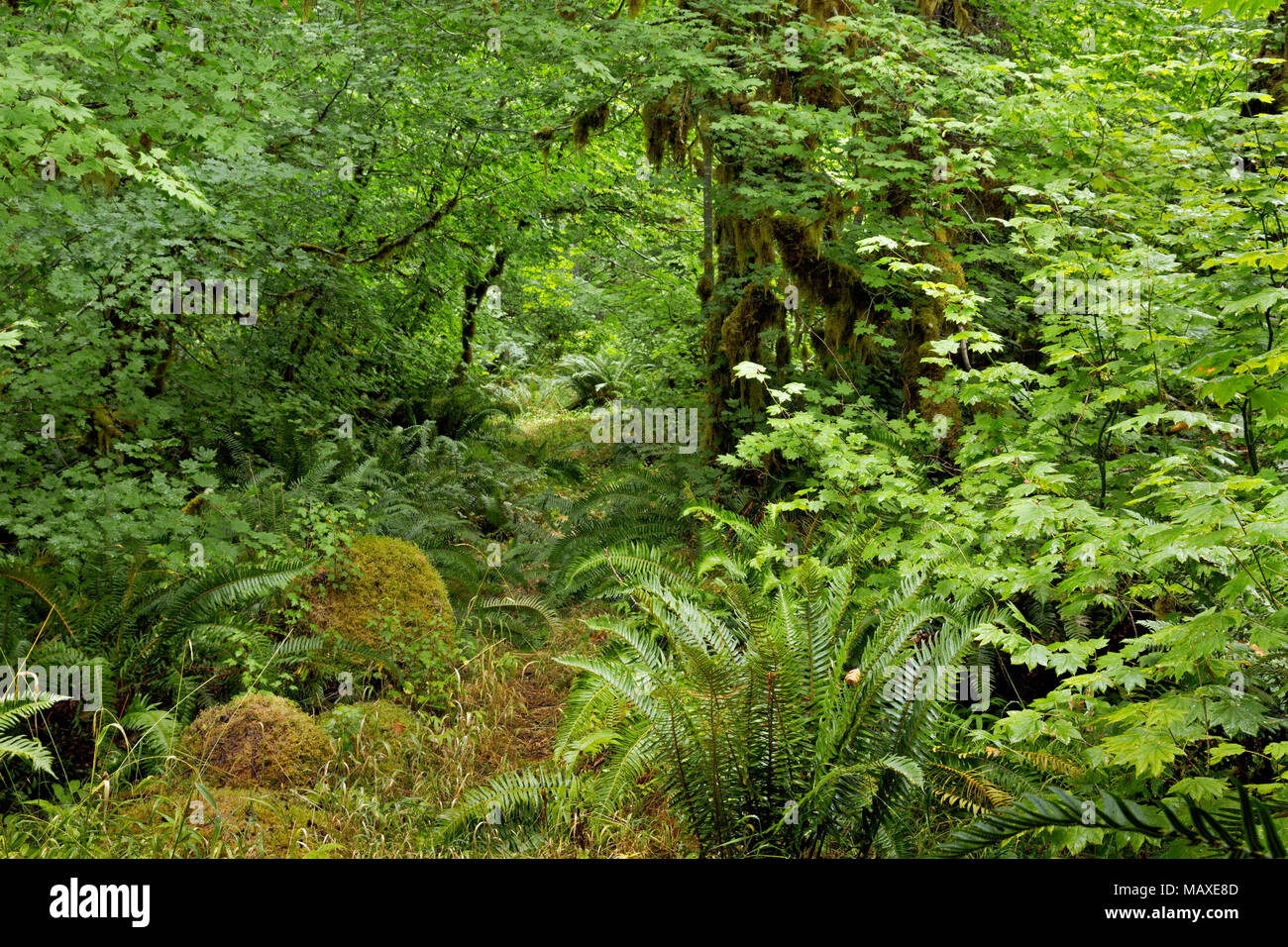 WA15017-00...WASHINGTON - La Fourche Nord abandonné Sol Duc River Trail dans le Sol Duc domaine de la forêt tropicale du Parc National Olympique. Banque D'Images