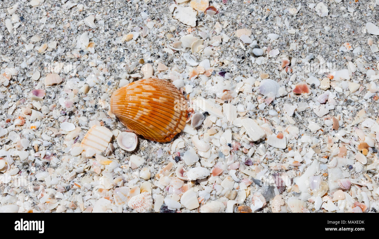 Jean-michel Faure shell sur la plage, Sanibel Island, Floride, USA Banque D'Images