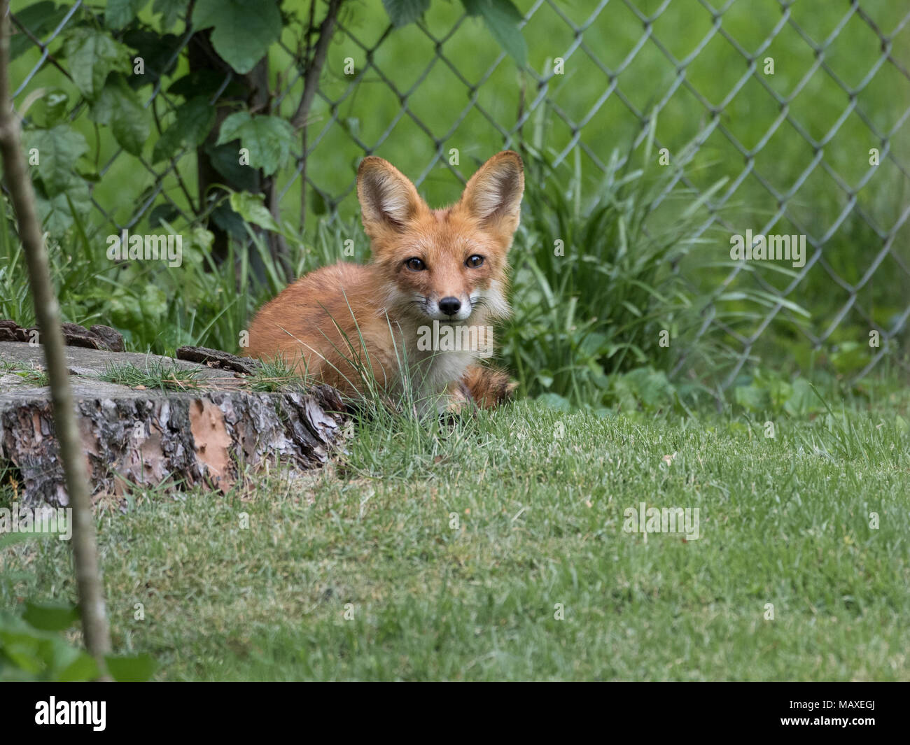 Une alerte red fox vixen dans un environnement urbain. Banque D'Images