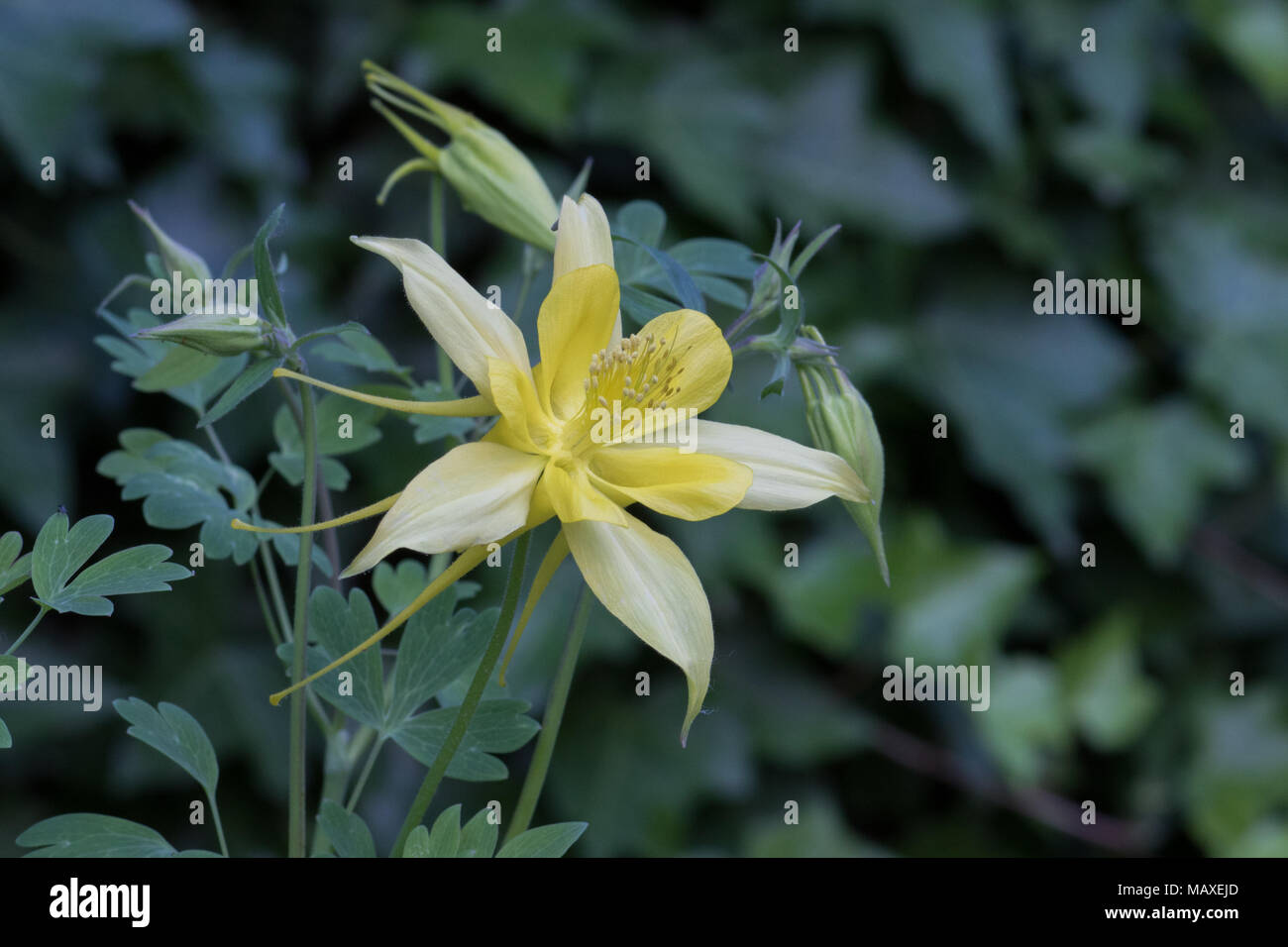 Une fleur ancolie jaune de l'Arizona, USA. Banque D'Images